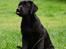 Labrador retriever Labrander Liva (Maggie)