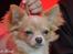 Chihuahua Chiboel's Dancing Joey - 8½ mdr.