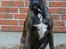Boxer Bertha
