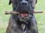 Boxer Bertha