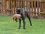 Boxer Bertha
