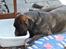 Boxer Bertha
