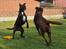Boxer Bertha