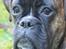 Boxer Bertha