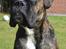 Boxer Bertha