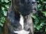 Boxer Bertha