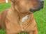Staffordshire bull terrier Freja 4. januar 2013 <3 <3 R.I.P