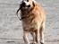 Golden retriever Simba