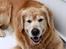 Golden retriever Simba