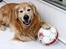 Golden retriever Simba