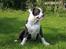 Olde english bulldogge Magnum von Frankenstein