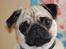 Mops Cleo