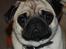 Mops Cleo
