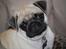 Mops Cleo