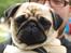 Mops Cleo