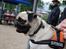 Mops Cleo