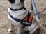 Mops Cleo