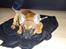 Fransk bulldog Marley