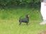 Dvaergpinscher Nikoline * R.I.P *