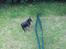 Dvaergpinscher Nikoline * R.I.P *
