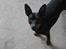 Dvaergpinscher Nikoline * R.I.P *