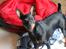 Dvaergpinscher Nikoline * R.I.P *