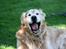 Golden retriever Simba
