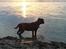 Staffordshire bull terrier Indra - Her er jeg kun 6 måneder gammel , men elsker stranden så meget !