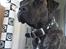 Dogo canario Lia
