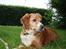 Nova scotia duck tolling retriever Chang