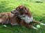 Nova scotia duck tolling retriever Chang