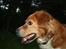 Nova scotia duck tolling retriever Chang
