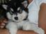 Alaskan malamute Coco Bear