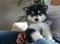 Alaskan malamute Coco Bear