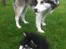 Alaskan malamute Coco Bear - Coco og Gaby