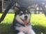Alaskan malamute Coco Bear