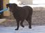 Curly coated retriever Tess