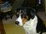 Blanding af racer Sussie ( Dino ) R.I.P