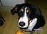 Blanding af racer Sussie ( Dino ) R.I.P