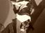 Blanding af racer Sussie ( Dino ) R.I.P - Jeg elskede at soooooove <3