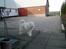 Samojedhund Laika.!<3 R.I.P :( - laika<3 mit y. billed!