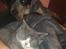 Australsk cattledog Pepsi