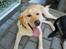 Blanding af racer Labrador retriever + Golden retriever Niels (BV) - Smukke Niels <3