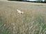Blanding af racer Labrador retriever + Golden retriever Niels (BV) - Niels ude i marken :D