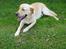 Blanding af racer Labrador retriever + Golden retriever Niels (BV) - Niels slapper af .