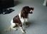 Engelsk springer spaniel Loke
