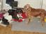 Engelsk springer spaniel Loke