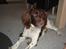 Engelsk springer spaniel Loke