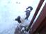 Engelsk springer spaniel Loke