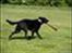 Blanding af racer Keiko<3 R.I.P.